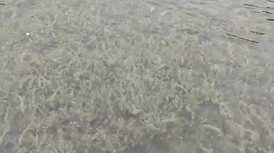 旅行拍摄园林湖水水草视频的预览图